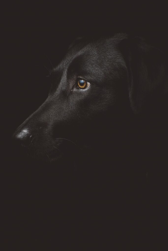Retrato perro negro - Fotografía clave baja tomada con Canon EOS 5D Mark IV